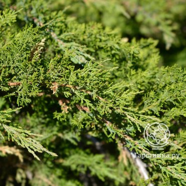 Можжевельник средний купить в Москве по низкой цене - интернет-магазин ...