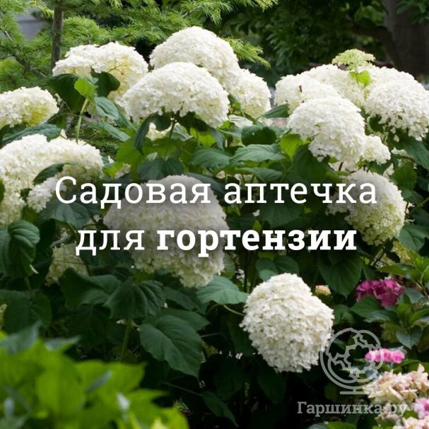 Аптечка для гортензий купить в Москве по низкой цене - интернет-магазин ...