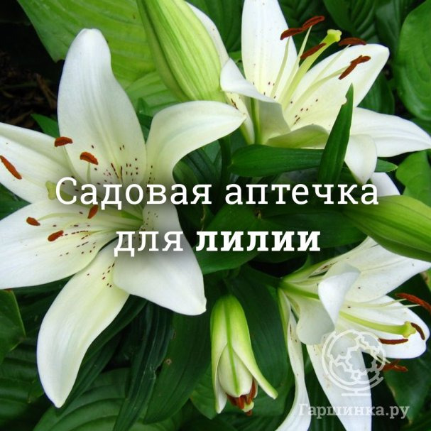 Аптечка для лилий купить в Москве по низкой цене - интернет-магазин ...