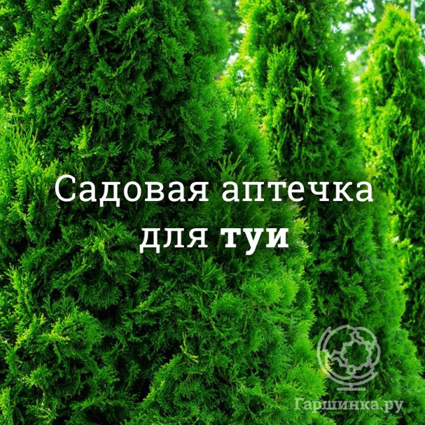 Аптечка для туй купить в Москве по низкой цене - интернет-магазин Гаршинка
