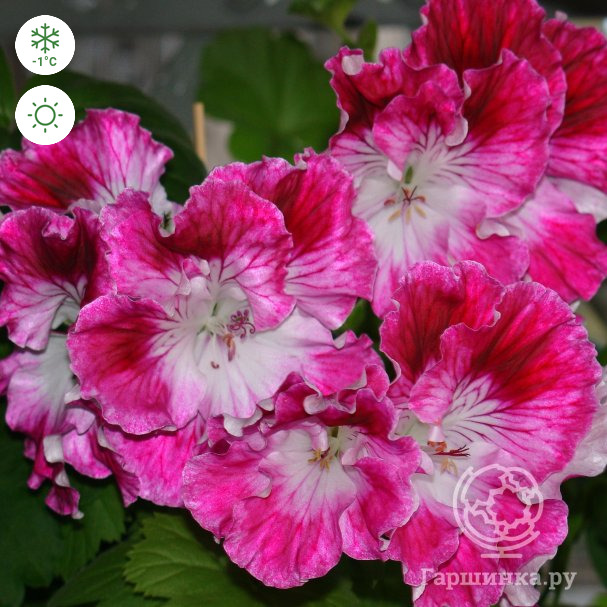 Пеларгония королевская Melva Cherry Rose Комнатно-уличные. Декоративноцветущие л