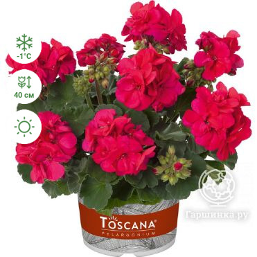 Пеларгония зональная Toscana Castello Neon Purple