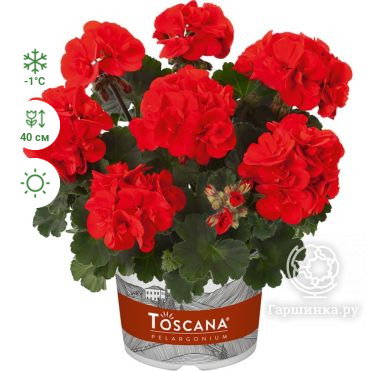 Пеларгония зональная Toscana Castello Red