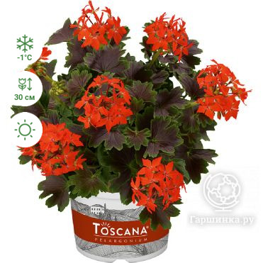 Пеларгония зональная Тоскана Шоколад