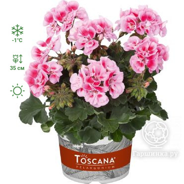 Пеларгония зональная Toscana Dolce Vita Pink Eye
