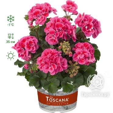 Пеларгония зональная Toscana Dolce Vita Rose Eye