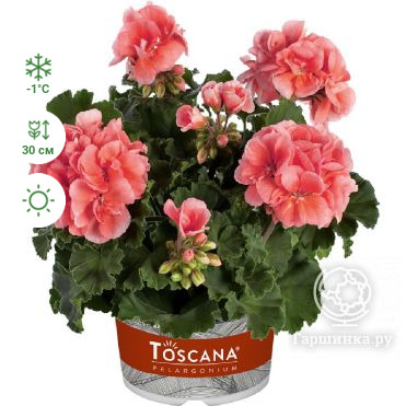 Пеларгония зональная Toscana Dolce Vita Salmon