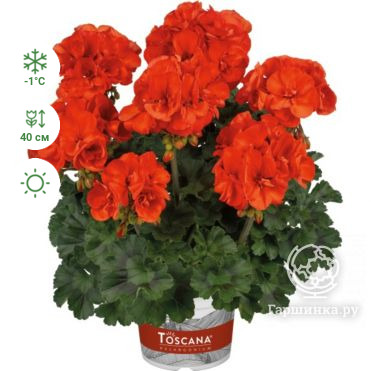 Пеларгония зональная Toscana Dolce Vita Sylvia Orange