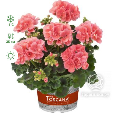 Пеларгония зональная Toscana Eco Salmon