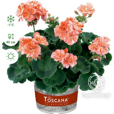 Пеларгония зональная Toscana Flic Flac Red Nova