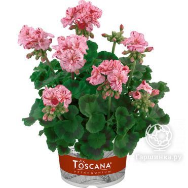 Пеларгония зональная Toscana Flic Flac Violet Nova