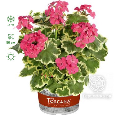 Пеларгония зональная Toscana Madame Salleron