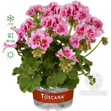 Пеларгония зональная Toscana Trend Lavender Pink Eye
