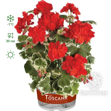 Пеларгония зональная Toscana Wilhelm Langguth