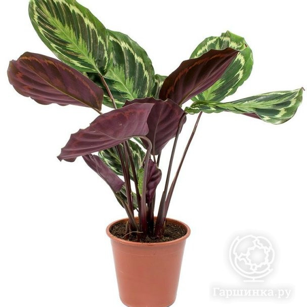 Калатея Медальон купить в Москве по низкой цене - интернет-магазин Гаршинка
