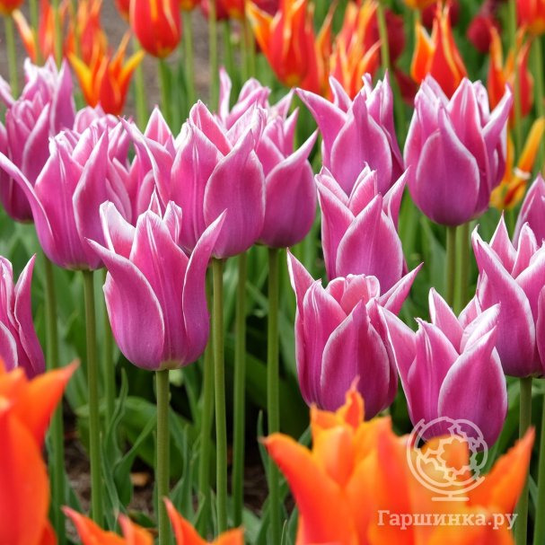 Жезөкшемен алғаш рет порно