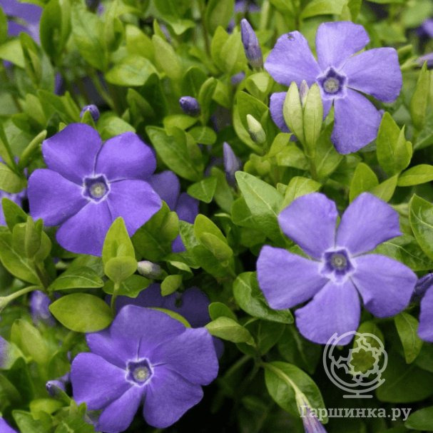 Барвинок малый Боулз Вэрайети купить в Москве по низкой цене - интернет ...