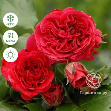 Роза Лаваглут флорибунда, Imperial Rose купить в Москве по низкой цене -  интернет-магазин Гаршинка