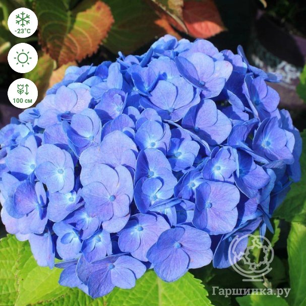 Гортензия крупнолистная Форевер энд Эвер Блю купить в Москве по низкой ...
