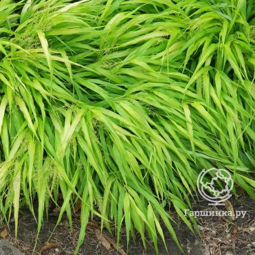 Саженцы хаконехлоа купить в Москве по низкой цене - интернет-магазин ...