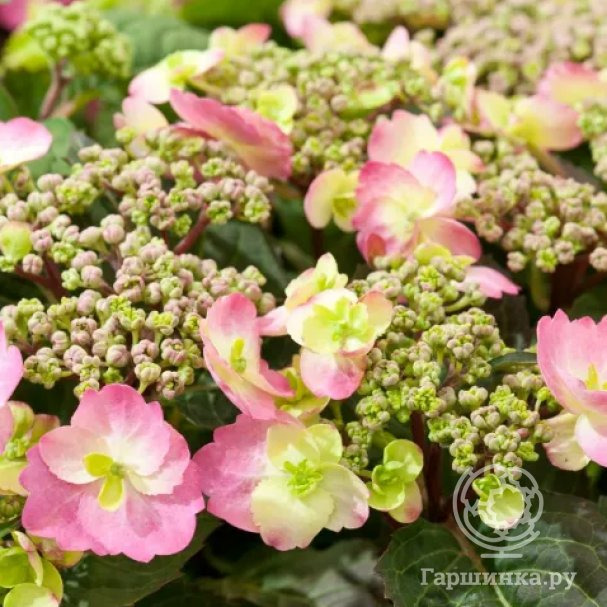 Гортензия крупнолистная Кэнди купить в Москве по низкой цене - интернет ...