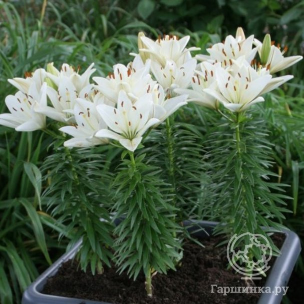 Лилия Айсмен азиатская купить в Москве по низкой цене - интернет ...