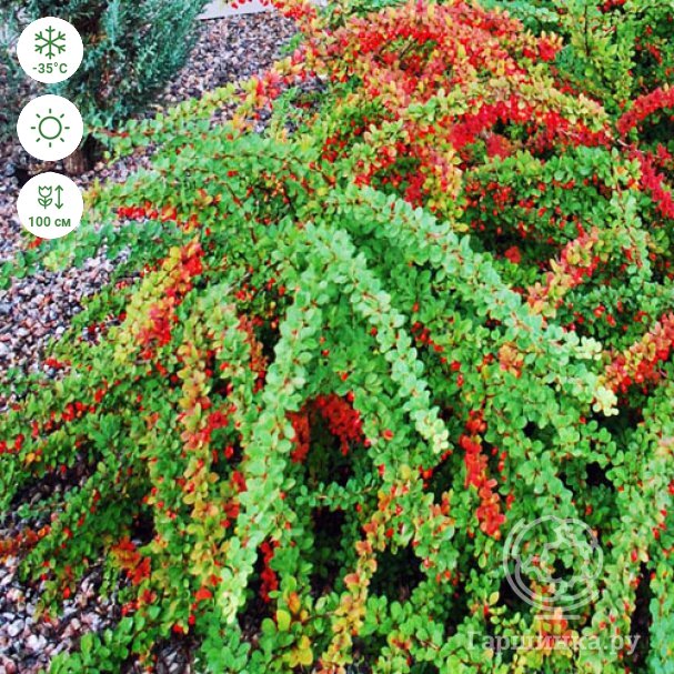 Berberis thunbergii 'Green Carpet', Барбарис Тунберга 'Грин Карпет'