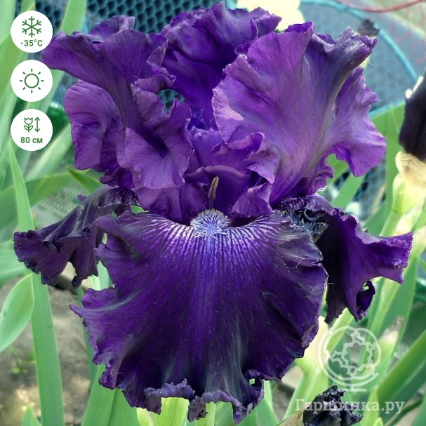 Ирис бородатый карликовый фиолетовый (Iris pumila)