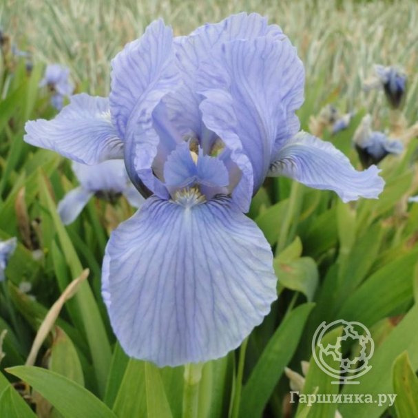 Ирис карликовый Блю Деним купить в Москве по низкой цене - интернет ...
