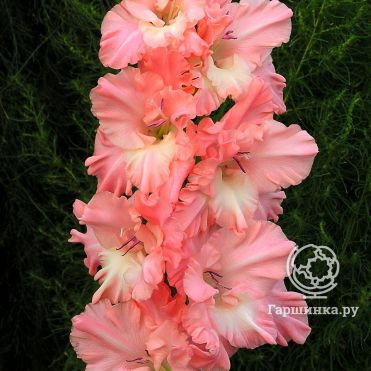 Гладиолус Присцилла описание посадка уход и размножение 23 фото Гладиолус «Присцилла»: описание, посадка, уход и размножение (23 фото)