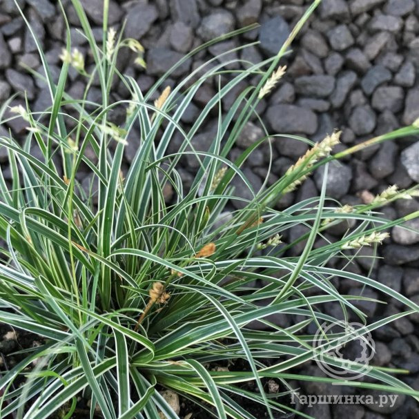 Что Такое Осока Фото