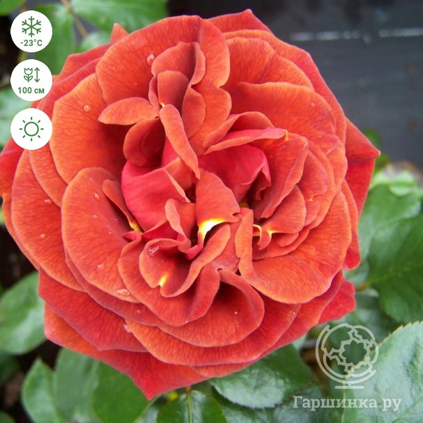     Imperial Rose        - - 