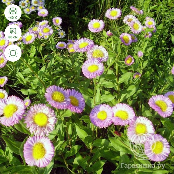 Эригерон Карвинского Erigeron karvinskianus