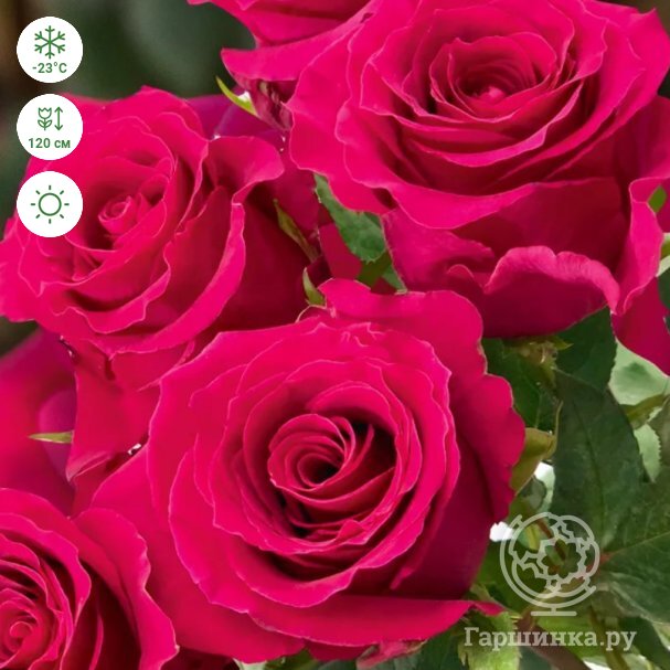 Выращивание роз во 2-й климатической зоне - Энциклопедия роз