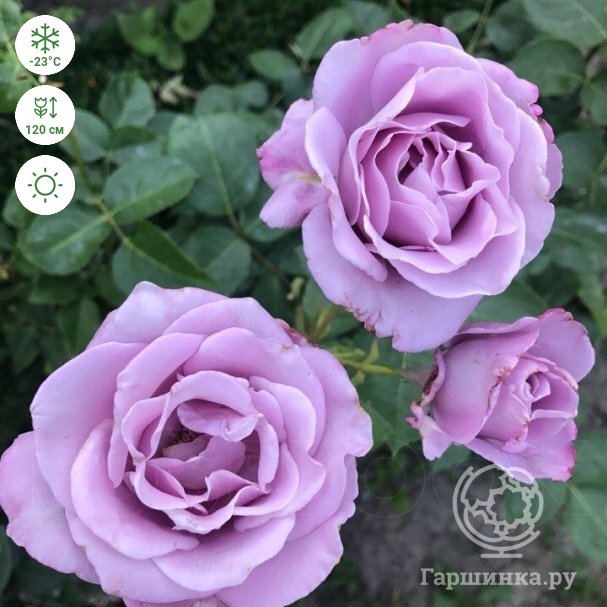 Сорта роз, идеально подходящие для Новгородской области