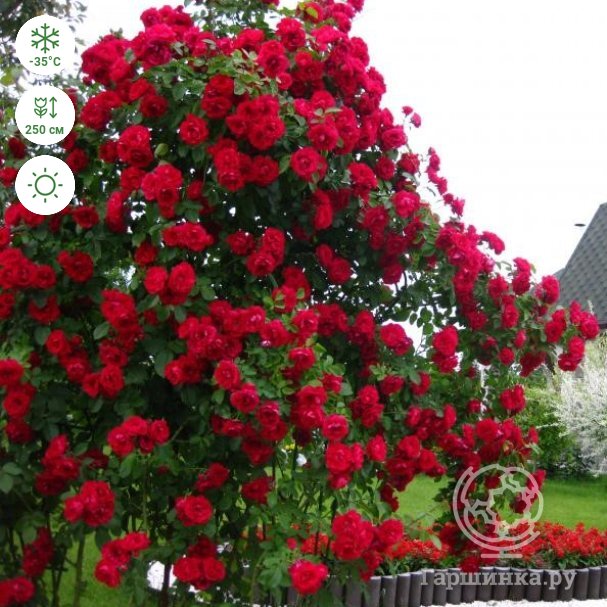Плетистые розы в ландшафтном дизайне, фото на даче, описание