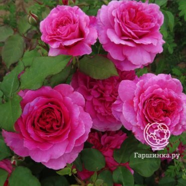 Роза Софи Роуз сорт посадка выращивание и уход отзывы