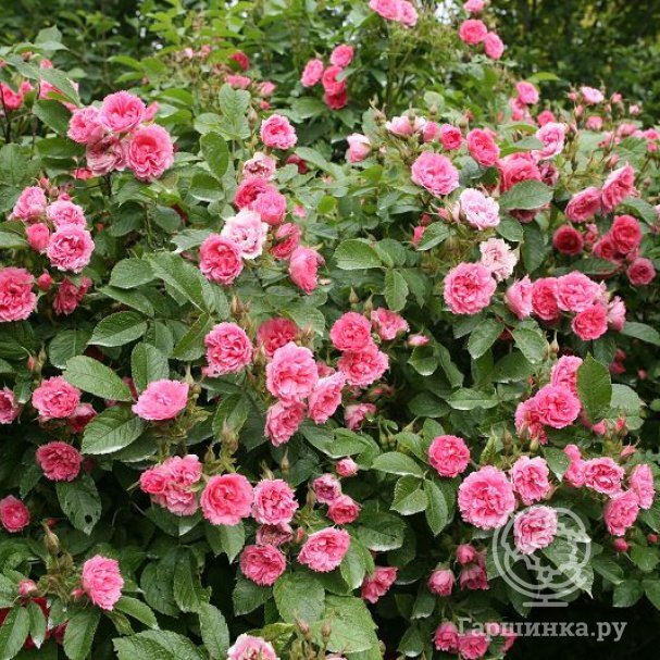 Роза Пинк Гротендорст купить в Москве по низкой цене - интернет-магазин ...