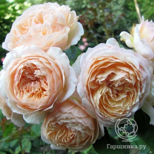 Роза Шарль Де Нэрво купить в Москве по низкой цене - интернет-магазин ...