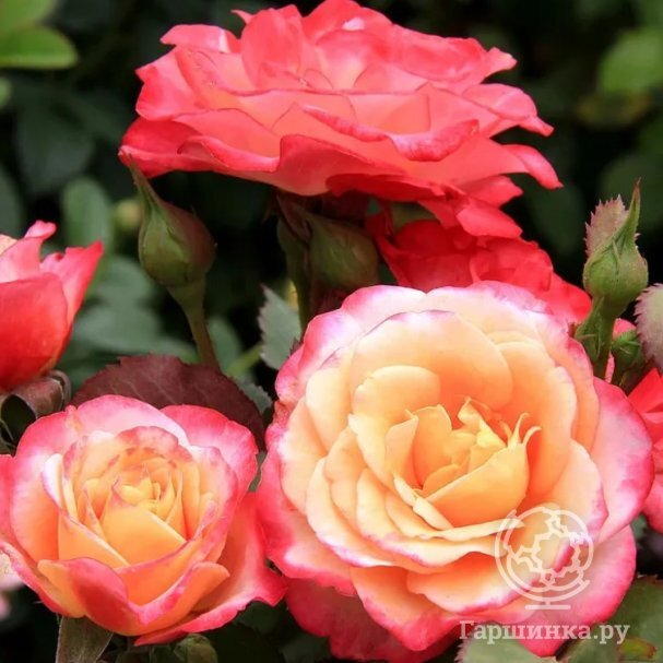 Роза Марсель Ан Флерс купить в Москве по низкой цене - интернет-магазин ...