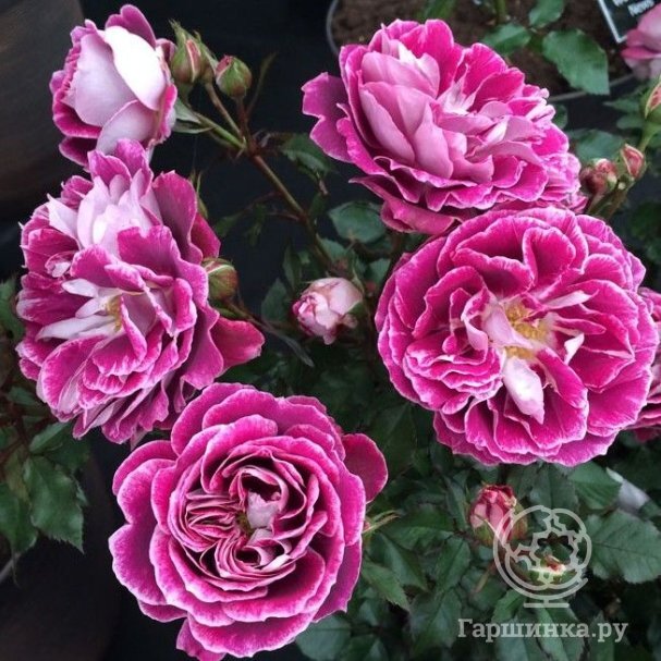 Роза бургунд (75 фото)