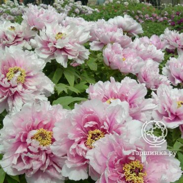 Цветы пионов Персиковый цвет: бархатные нежности