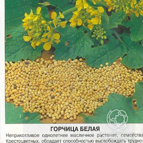 Белая горчица применение. Горчица белая 1 кг. Белая горчица применение. Горчица семена сидерат. Горчица сизая сарептская.