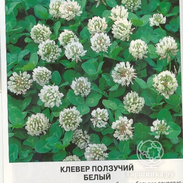 Семена Клевер белый 0,3 кг, Престиж