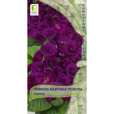 Семена Примула махровая Розелла Парпл 5, Поиск