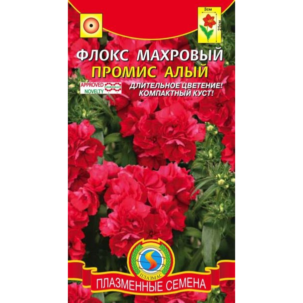 Флокс друммонда махровый белый