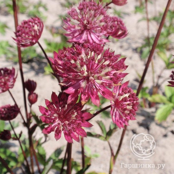Астранция Квинс Чилдрен крупная купить в Москве по низкой цене ...