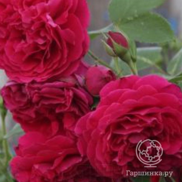 Роза Тесс дЭрбельвилль, Питомник Розы Фокино купить в Москве по низкой ...