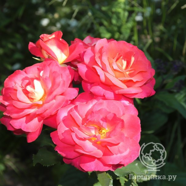 Роза шраб Декор Арлекин - купить саженцы в садовом центре Gardenstreet Нижний Новгород