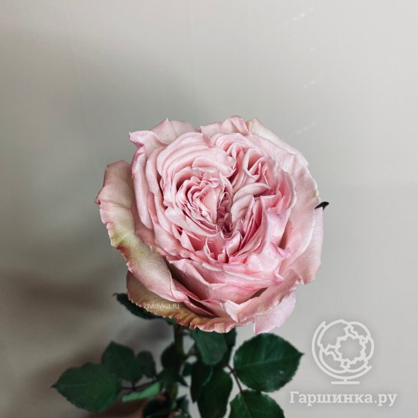 Роза Пинк О Хара купить в Москве по низкой цене - интернет-магазин Гаршинка